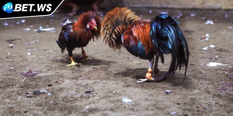 Đá gà AOG I9BET cựa sắt cân bằng giữa kịch tính và an toàn