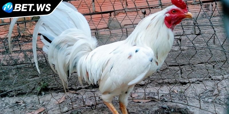 Gà bướm I9BET định nghĩa và nguồn gốc