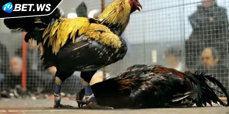 Giới thiệu về sảnh đá gà AOG I9BET