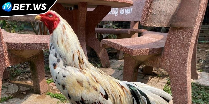 Phong thủy và bản mệnh của gà bướm 